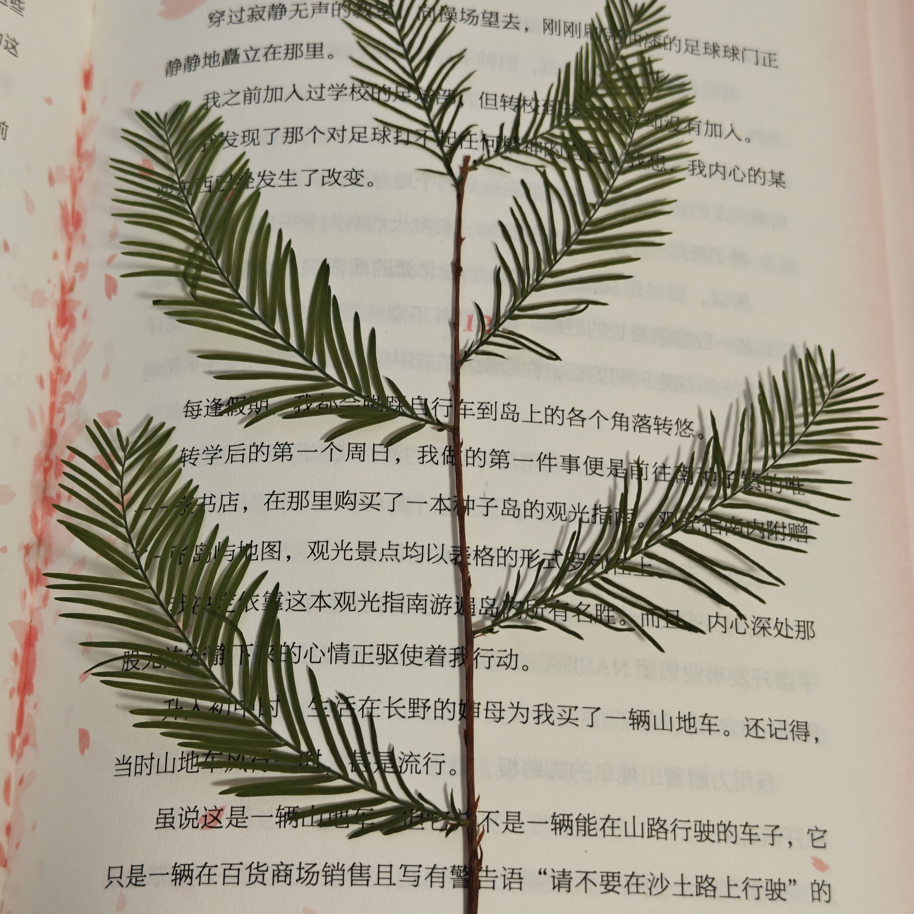 照片 4